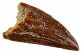 Serrated Raptor Tooth - Real Dinosaur Tooth #305544-1